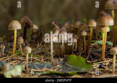 Einvernehmliche Pilzfamilie mit dünnen Beinen, geklumpfter Haube auf grünem Hintergrund Pilz-Mycena inclinata. Stockfoto