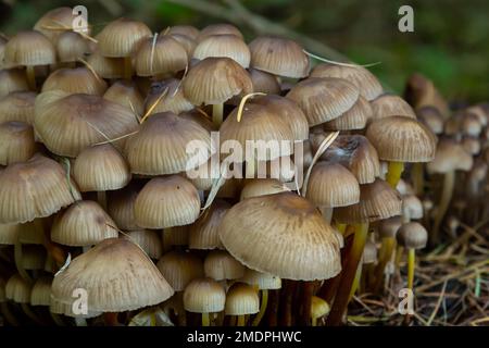 Einvernehmliche Pilzfamilie mit dünnen Beinen, geklumpfter Haube auf grünem Hintergrund Pilz-Mycena inclinata. Stockfoto