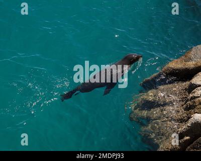 Aufnahmen aus dem hohen Winkel eines Meeressäugers, das im kristallklaren, blauen meerwasser des pazifiks im Abel Tasman National Park Neuseeland schwimmt Stockfoto