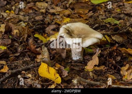 Lactifluus vellereus vormals Lactarius vellereus fungus im Wald. Stockfoto