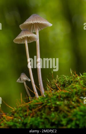 Pilze Mycena galopus wächst auf grünem Moos im Wald. Stockfoto