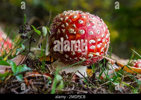 Amanita Muscaria, giftige Pilz. Bild ist im natürlichen Wald Hintergrund berücksichtigt. Stockfoto