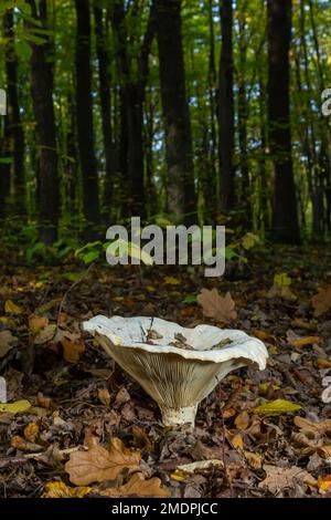 Lactifluus vellereus vormals Lactarius vellereus fungus im Wald. Stockfoto