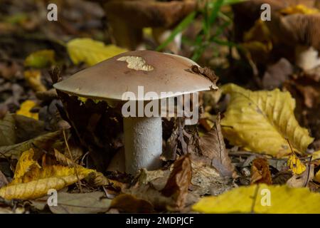 Essbare Pilze Clitocybe nebularis im Buchenwald. Bekannt als Lepista nebularis, Trübung in agarischer Form oder Wolkentrichter. Wilde Pilze in den Blättern. Aut Stockfoto