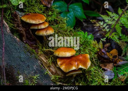 Gymnopilus penetrans, bekannt als Common Rustgill, Pilze. Stockfoto