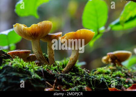 Gymnopilus penetrans, bekannt als Common Rustgill, wilde Pilze. Stockfoto