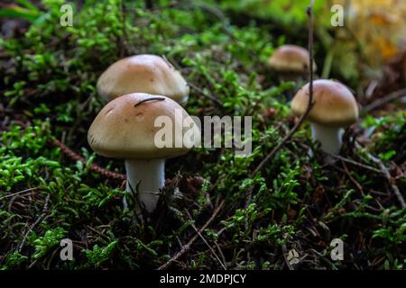 Hygrophorus olivaceoalbus, bekannt als Olivenwachskappe, Wildpilze. Stockfoto