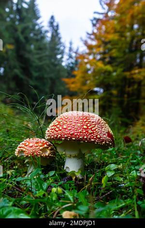 Amanita Muscaria, giftige Pilz. Bild ist im natürlichen Wald Hintergrund berücksichtigt. Stockfoto