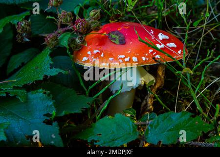 Amanita Muscaria, giftige Pilz. Bild ist im natürlichen Wald Hintergrund berücksichtigt. Stockfoto