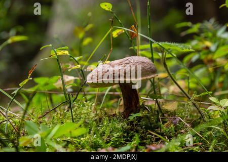 Pilze des Boletus erythopus oder Neoboletus luridiformis im Wald, der in der Herbstsaison auf Grüngras und nassem Boden wächst. Boletus luridiform Stockfoto