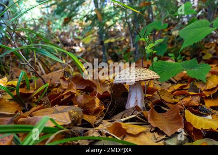 Dieser Pilz ist eine Amanita rubescens und wächst im Wald. Stockfoto