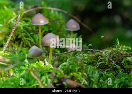 Pilze Mycena galopus wächst auf grünem Moos im Wald. Stockfoto