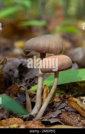 Nahaufnahme einiger Psathyrellaceae oder spröder Stämme eine Pilzfamilie auf einem grünen Moos. Stockfoto