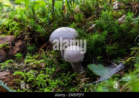 Hygrophorus olivaceoalbus, bekannt als Olivenwachskappe, Wildpilze. Stockfoto