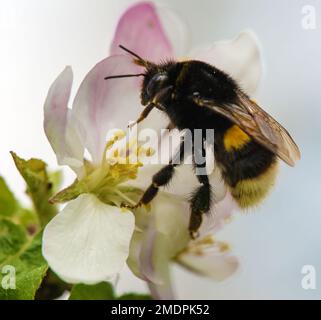 Details der Hummel auf der Blume des Apfelbaums im Frühling Makroansicht Stockfoto