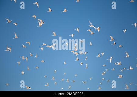 Weiße Vögel fliegen am blauen Himmel in Australien Stockfoto