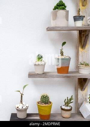 Verschiedene wunderschöne handgemachte Keramiktöpfe mit vielen grünen Kakteen und saftigen Pflanzen Dekoration auf Holzregal auf weißem Wandhintergrund. Blumentopf Sho Stockfoto
