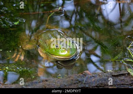 Amerikanischer Ochsenfrosch mit breitem Kopf, kräftigen Körpern und langen Hinterbeinen mit vollständig gewebten Hinterfüßen in schlammigem Wasser. Stockfoto