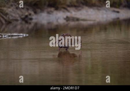 Braunweka maori-Junghennen, die durch Flusstampfwasser bei Ebbe im Abel Tasman National Park South Island Neuseeland waten Stockfoto