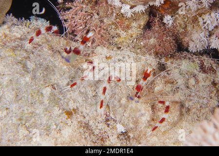 Zwei Exemplare von Korallengarnelen (Stenopus hispidus), Tauchplatz Fury Shoals, Rotes Meer, Ägypten Stockfoto