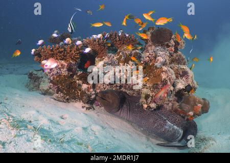 Riesenmoray (Gymnothorax javanicus) und Gruppe von meergoldie (Pseudanthias squamipinnis), Steinkorallen, Marsa Shuna Tauchplatz, Rotes Meer, Ägypten Stockfoto