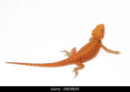 Roter Agama-Leguan isoliert auf weißem Hintergrund. Pogona ist eine Reptiliengattung. Süßes, fantastisches Tier aus Australien. Uber den Gehalt an exotischen Eidechsen zu Hause. Hochwertiges Foto Stockfoto