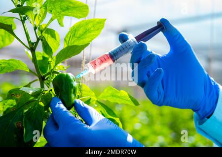 Nahaufnahme eines Agro-Wissenschaftlers mit Labor, der einige Chemikalien mittels Spritze in die Capsicum-Pflanze injiziert - Konzept der genetischen Forschung Stockfoto