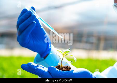 Nahaufnahme eines Agrarwissenschaftlers, der Chemikalien zur Pflanze hinzufügt, indem er den Boden in der Hand hält - Konzept von Forschung, Erfindung oder Biotechnologie und Stockfoto