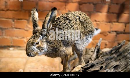 Schaufensterpuppe Hase auf dem Hintergrund einer Ziegelmauer. Der Begriff der Trophäen in der Jagd, Tierpräparation Stockfoto