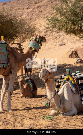 Vertikalansicht von Dromedaren in Wüstenlandschaft im ägyptischen Dorf. Tiermisshandlung. Tierschutzkonzept. Stockfoto