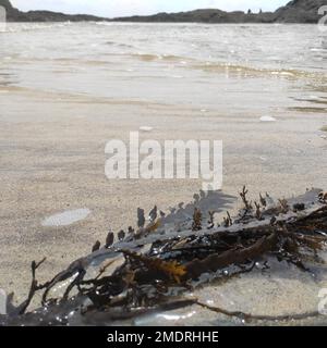 Eine Verengung von Algen in flachem Wasser nahe der Sandküste. Stockfoto