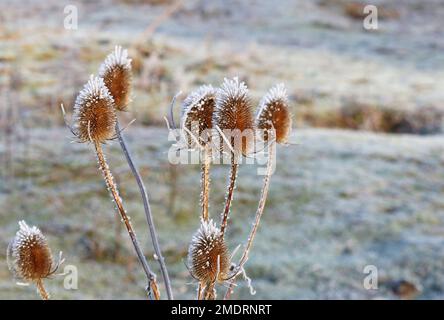 Teasels (Dipsacus) oder Teazel im Winter mit weißem Frost auf der Oberseite. Der braune Samenkopf dieser Pflanze ist oft Nahrung für Finken. Stockfoto