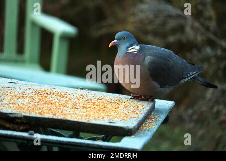 Eine Holztaube (Columba palumbus) auf einem Vogeltisch in einem Garten. Stockfoto