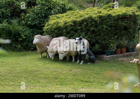 lebendige Glasfaserschafe und Schafhunde in einer Gartenumgebung in North Wales UK Stockfoto