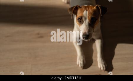 Draufsicht auf Jack russell Terrier Dog auf Holzboden. Stockfoto