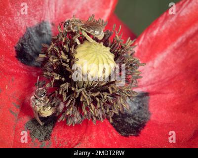 Honigbienen auf gewöhnlichem Mohn Stockfoto