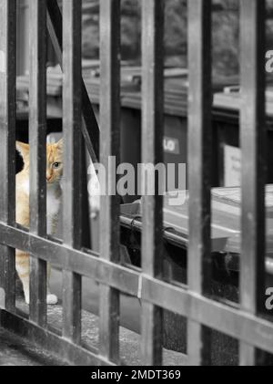 Katze hinter dem Zaun, Budapest Stockfoto