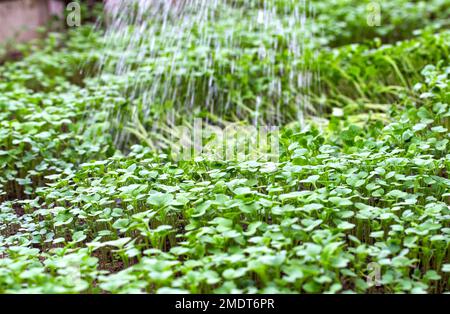 Grüner Pflanzenöl-Rettich. Eine Pflanze, die im Herbst oder Winter in einem Gewächshaus im Boden liegt. Bodendünger, Garten Stockfoto