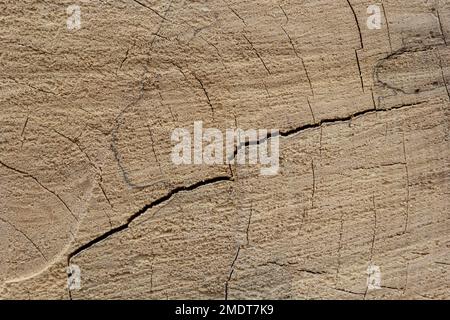 Woodiness Growth Ring, Nahaufnahme des Fotos. Holzbohlen Hintergrund. Rindenholz. Stockfoto