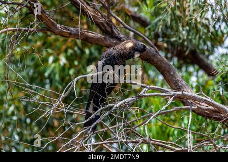 Der Schwarzkakadu (Calyptorhynchus baudinii), auch bekannt als Weißschwanzkakadu oder Baudin's Black Cockatoo, ist ein Kakadu-Ende Stockfoto