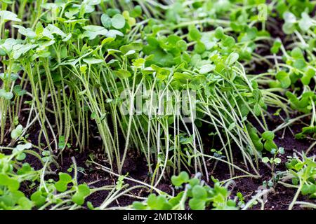 Grüner Pflanzenöl-Rettich. Eine Pflanze, die im Herbst oder Winter in einem Gewächshaus im Boden liegt. Bodendünger, Garten Stockfoto