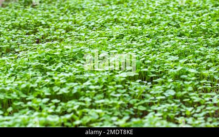 Grüner Pflanzenöl-Rettich. Eine Pflanze, die im Herbst oder Winter in einem Gewächshaus im Boden liegt. Bodendünger, Garten Stockfoto