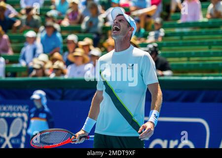 Melbourne, Australien. 12. Januar 2023. Sir Andy Murray aus Großbritannien reagiert am 3. Tag des Kooyong Classic Tennis Tournament-Spiels gegen Alex de Minaur aus Australien im Kooyong Lawn Tennis Club. Im Spiel des 3. Tages stellte Sir Andy Murray den australischen Publikumsfavoriten Alex de Minaur (6:3, 6:3) auf. De Minaur konnte seinen beeindruckenden Sieg am 1. Tag nicht fortsetzen und konnte es nicht mit dem reinen Sieg des zweifachen Wimbledon-Champions vor seinem Heimspiel aufnehmen. Kredit: SOPA Images Limited/Alamy Live News Stockfoto