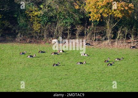 Herd of Fallow Love (Dama dama) mit einem Buck und mehreren Doe's, Woolhope Herefordshire England UK. Dezember 2022 Stockfoto