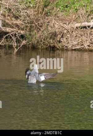 Ausgewachsene weibliche Gänseherin (Mergus merganser), die am 2021. April im Fluss Wye Hereford Herefordshire in Großbritannien mit ihren Flügeln flattert. Stockfoto