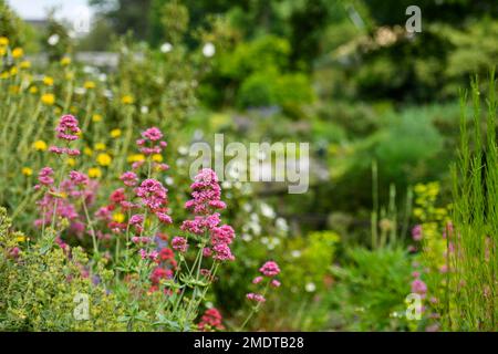 Blumen, Botanischer Garten, Münster, Nordrhein-Westfalen, Deutschland Stockfoto
