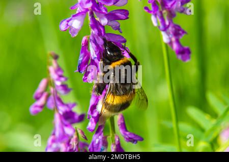 Nahaufnahme eines braunen, haarigen Arbeiters, gewöhnliche Kardermücke, Bombus Pascuorum, der Nektar aus den lila Blüten von Vogelwicken schlürfte. Stockfoto