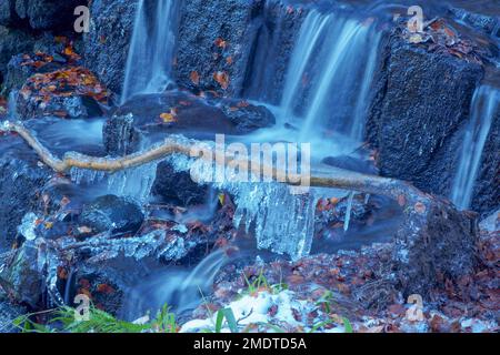 Cleddon Falls mit Eiszapfen auf einem gefallenen Sapling. The Wye Valley Monmouthshire Wales UK, Dezember 2022 Stockfoto