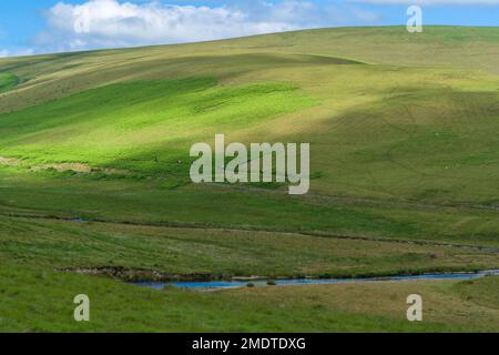 Ponyreiten im Elan Valley, Powys Wales, Großbritannien. Juli 2021 Stockfoto