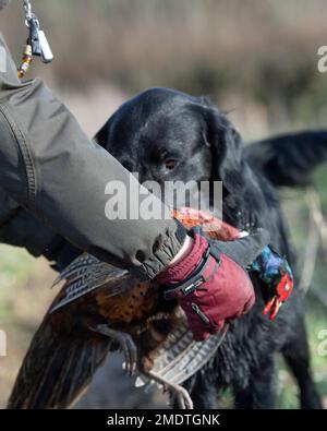 Ein flacher Retriever, der einen Fasan zur Hand bringt Stockfoto